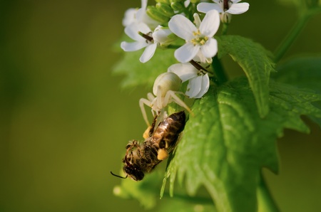Bee on little white flowers in  day summer lightの写真素材