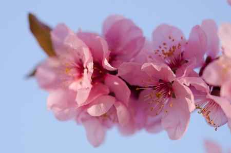 Branch of japanese cherry blossomの写真素材