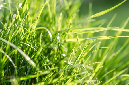 Blades of grass under sunny summer day