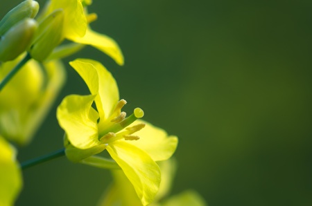 Rape flower against green backgroundの写真素材