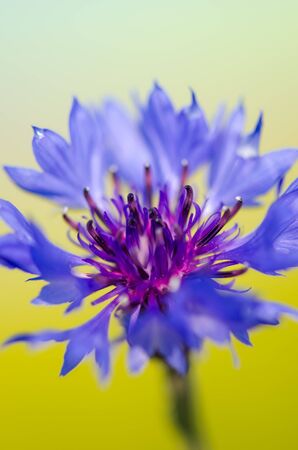 Cornflower against yellow backgroundの写真素材