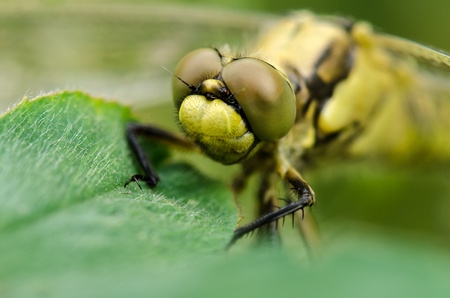 Dragonfly on a leaf against green backgroundの写真素材