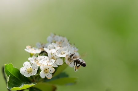 Bee on white flowers