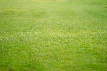 Green field after summer rain