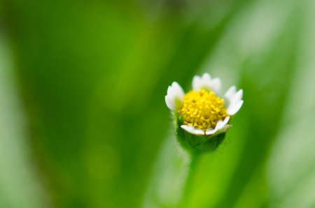 Little white flower against green backgroundの写真素材