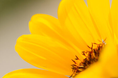 Head of a sunflower with details of petalsの写真素材