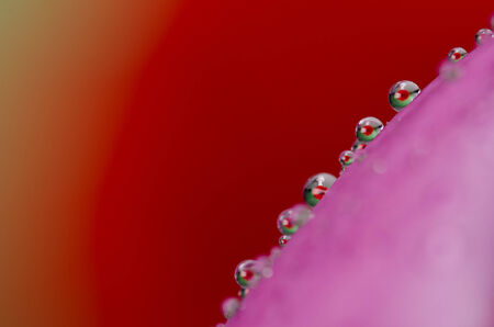 Water drops on a petal against red orange backgroundの写真素材