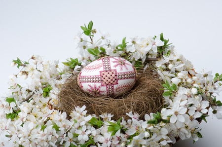 One handmade wax painted egg in a nest and plum cherry flowers against white backgroundの写真素材