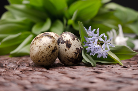 Quail eggs and bluebells flowers on brown surface against green leaves
の写真素材