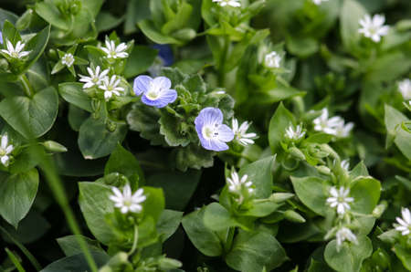 Blue and white spring flowers against green background