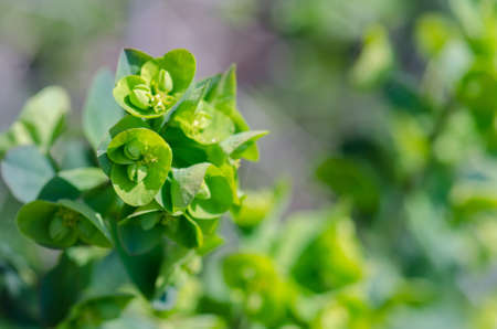 Spring green leaves and flowers against green backgroundの写真素材