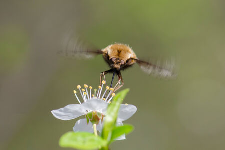 Flying  brown bug and blossom flower against green backgroundの写真素材