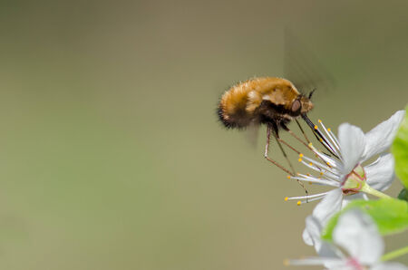 Flying  brown bug and blossom flower against green backgroundの写真素材