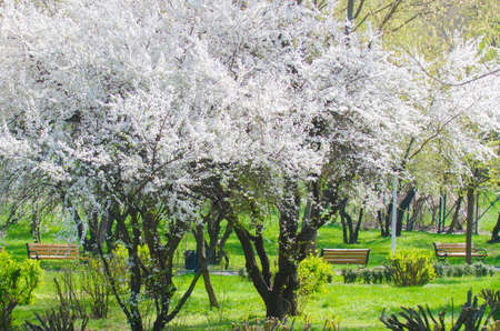 Plum cherry blossom trees in a spring day in a parkの写真素材