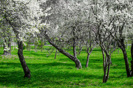 Plum cherry blossom trees in a spring day in a park
の写真素材