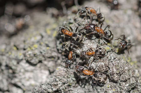 Big ants on a bark tree in a spring dayの写真素材