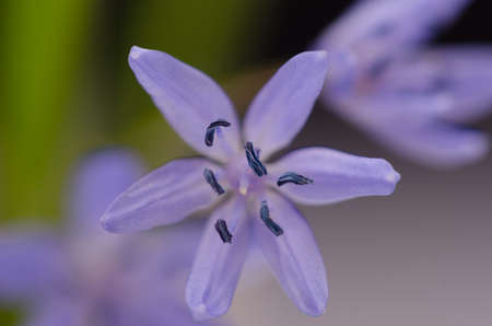 Beautiful blossom  bluebell against green backgroundの写真素材
