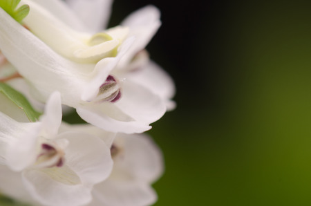 White spring flowers against green backgroundの写真素材