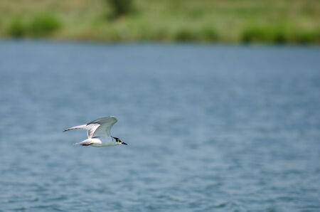 Large white seagull fishing in the summer sun