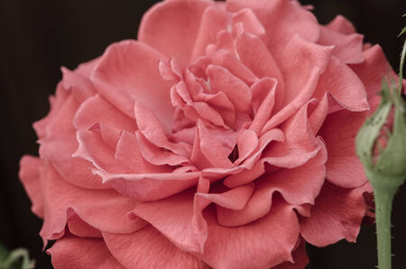 Rose flower on a cloudy day against a dark の写真素材