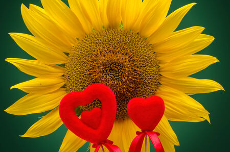 Sunflower with hearts against a dark green の写真素材
