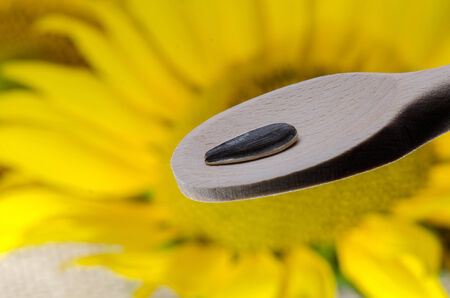 Sunflower close-up wooden spoon and seedの写真素材