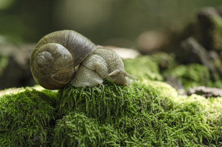 Snail on forest moss against beautiful forest bokeh backgroundの写真素材