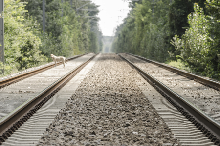 Railroad on a sunny day in a forest areaの写真素材
