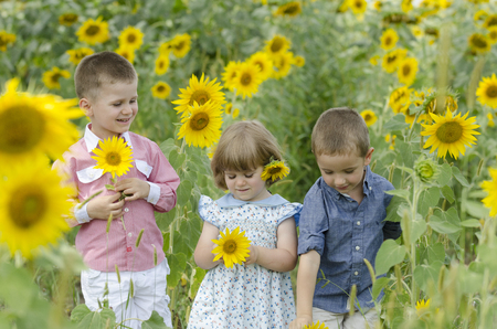 Kids playing and posing in a sunflower fieldの写真素材