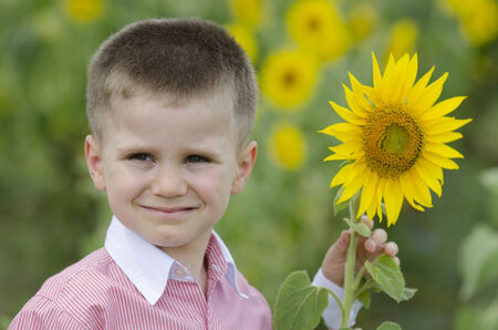 Little boy  posing in a sunflower fieldの写真素材