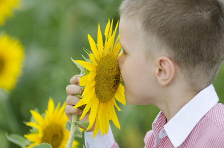 Little boy  posing in a sunflower fieldの写真素材