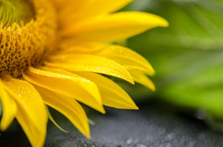 Sunflower detail against green backgroundの写真素材