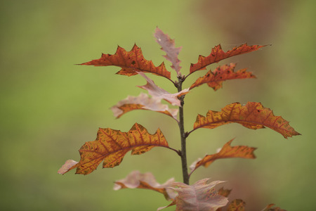 Baby oak tree against green backgroundの写真素材