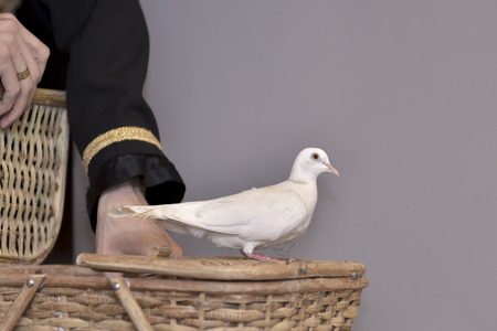White dove and a magician hand