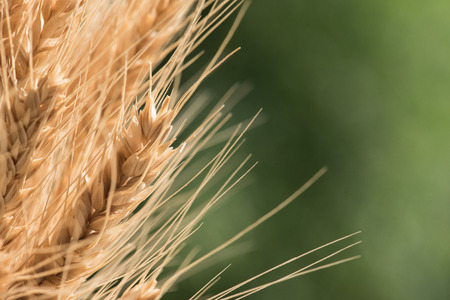 Golden wheat against green background with copy spaceの写真素材