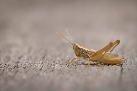 Small grasshopper on wooden surfaceの写真素材