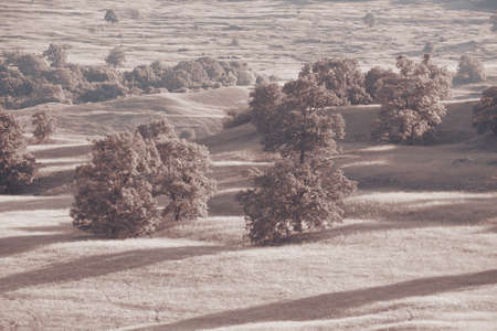 Landscape with trees under summer sunの写真素材