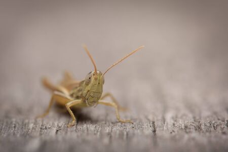 Small grasshopper on wooden surface close-upの写真素材