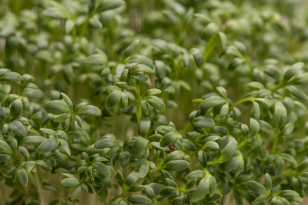 Watercress microplants closeup after germination processの写真素材