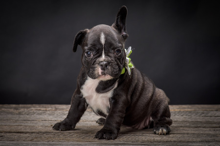 French bulldog small age puppyの写真素材