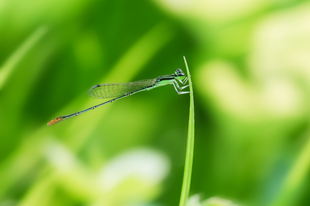 Dragonflyの写真素材