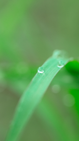 dewdrops on leaf