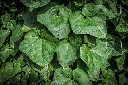 Green leaves textureの写真素材
