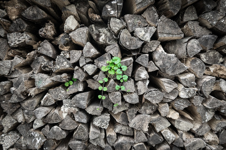 A heap of wood grows green plants