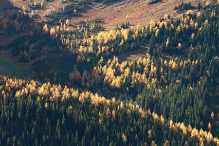 Autumn Larch trees in the Rocky Mountains of Canadaの写真素材