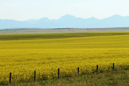 Bright yellow field of maturing canola cropの写真素材