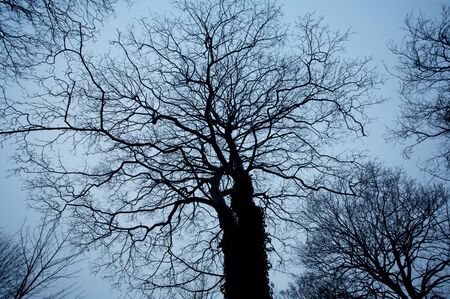 Trees and branches with evening skyの写真素材