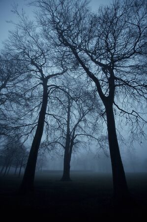 Trees in a city park on a dark foggy eveningの写真素材