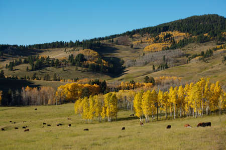Cattle in a meadow below autumn colored aspen trees and conifer covered hillsideの写真素材
