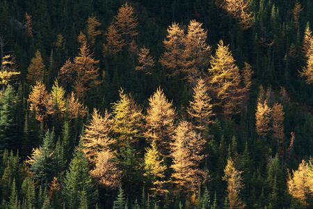 Autumn Alpine Larch trees on a mountainsideの写真素材